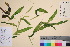  ( - TROM_V_60440_sg)  @11 [ ] CreativeCommons - Attribution Non-Commercial Share-Alike (2016) Unspecified Tromso University Museum
