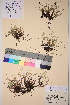  (Carex bigelowii - TROM_V_62567_sg)  @11 [ ] CreativeCommons - Attribution Non-Commercial Share-Alike (2017) Unspecified Tromsø University Museum