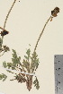  ( - TROM_V_650196_sg)  @11 [ ] CreativeCommons - Attribution Non-Commercial Share-Alike (2016) Unspecified Tromso University Museum