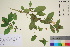  ( - TROM_V_650260_sg)  @11 [ ] CreativeCommons - Attribution Non-Commercial Share-Alike (2016) Unspecified Tromso University Museum