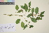  ( - TROM_V_650260_sg)  @11 [ ] CreativeCommons - Attribution Non-Commercial Share-Alike (2016) Unspecified Tromso University Museum