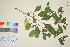  ( - TROM_V_650260_sg)  @11 [ ] CreativeCommons - Attribution Non-Commercial Share-Alike (2016) Unspecified Tromso University Museum