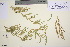  ( - TROM_V_650282_sg)  @11 [ ] CreativeCommons - Attribution Non-Commercial Share-Alike (2016) Unspecified Tromso University Museum