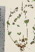  ( - TROM_V_651013_sg)  @11 [ ] CreativeCommons - Attribution Non-Commercial Share-Alike (2015) Unspecified Tromsø University Museum