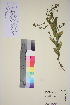  ( - TROM_V_651027_sg)  @11 [ ] CreativeCommons - Attribution Non-Commercial Share-Alike (2015) Unspecified Tromsø University Museum