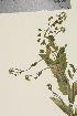  ( - TROM_V_651027_sg)  @11 [ ] CreativeCommons - Attribution Non-Commercial Share-Alike (2015) Unspecified Tromsø University Museum