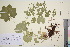  ( - TROM_V_651702_sg)  @11 [ ] CreativeCommons - Attribution Non-Commercial Share-Alike (2016) Unspecified Tromso University Museum
