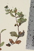  (Veronica alpina ssp alpina - TROM_V_651758_sg)  @11 [ ] CreativeCommons - Attribution Non-Commercial Share-Alike (2015) Unspecified Tromsø University Museum