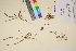  (Coptidium - TROM_V_66247_sg)  @11 [ ] CreativeCommons - Attribution Non-Commercial Share-Alike (2017) Unspecified Tromsø University Museum