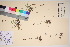  ( - TROM_V_66732_sg)  @11 [ ] CreativeCommons - Attribution Non-Commercial Share-Alike (2017) Unspecified Tromsø University Museum