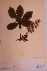  ( - TROM_V_66948_sg)  @11 [ ] CreativeCommons - Attribution Non-Commercial Share-Alike (2018) Unspecified Tromsø University Museum