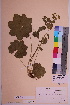  ( - TROM_V_68918_sg)  @11 [ ] CreativeCommons - Attribution Non-Commercial Share-Alike (2018) Unspecified Tromsø University Museum