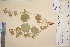  ( - TROM_V_68937_sg)  @11 [ ] CreativeCommons - Attribution Non-Commercial Share-Alike (2016) Unspecified Tromso University Museum