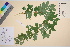  ( - TROM_V_70277_sg)  @11 [ ] CreativeCommons - Attribution Non-Commercial Share-Alike (2016) Unspecified Tromso University Museum