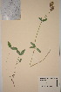  (Trifolium montanum - TROM_V_70810_sg)  @11 [ ] CreativeCommons - Attribution Non-Commercial Share-Alike (2018) Unspecified Tromsø University Museum