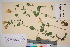  (Erythranthe lutea - TROM_V_72297_sg)  @11 [ ] CreativeCommons - Attribution Non-Commercial Share-Alike (2016) Unspecified Tromso University Museum