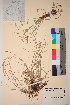  ( - TROM_V_72629_sg)  @11 [ ] CreativeCommons - Attribution Non-Commercial Share-Alike (2017) Unspecified Tromsø University Museum