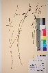 ( - TROM_V_73765_sg)  @11 [ ] CreativeCommons - Attribution Non-Commercial Share-Alike (2017) Unspecified Tromsø University Museum
