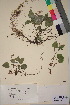  ( - TROM_V_78012_sg)  @11 [ ] CreativeCommons - Attribution Non-Commercial Share-Alike (2018) Unspecified Tromsø University Museum