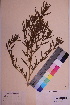  ( - TROM_V_80092_sg)  @11 [ ] CreativeCommons - Attribution Non-Commercial Share-Alike (2018) Unspecified Tromsø University Museum
