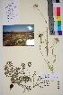  (Tripleurospermum maritimum ssp subpolare - TROM_V_80637_sg)  @11 [ ] CreativeCommons - Attribution Non-Commercial Share-Alike (2015) Unspecified Tromsø University Museum