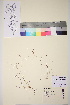  ( - TROM_V_81132_sg)  @11 [ ] CreativeCommons - Attribution Non-Commercial Share-Alike (2017) Unspecified Tromsø University Museum