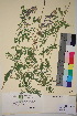  (Vicia tenuifolia - TROM_V_81932_sg)  @11 [ ] CreativeCommons - Attribution Non-Commercial Share-Alike (2018) Unspecified Tromsø University Museum