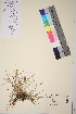  ( - TROM_V_82194_sg)  @11 [ ] CreativeCommons - Attribution Non-Commercial Share-Alike (2017) Unspecified Tromsø University Museum