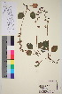  ( - TROM_V_82721_sg)  @11 [ ] CreativeCommons - Attribution Non-Commercial Share-Alike (2016) Unspecified Tromso University Museum