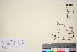  ( - TROM_V_82735_sg)  @11 [ ] CreativeCommons - Attribution Non-Commercial Share-Alike (2016) Unspecified Tromso University Museum