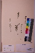  (Euphrasia bottnica - TROM_V_82906_sg)  @11 [ ] CreativeCommons - Attribution Non-Commercial Share-Alike (2018) Unspecified Tromsø University Museum
