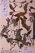  ( - TROM_V_83221_sg)  @11 [ ] CreativeCommons - Attribution Non-Commercial Share-Alike (2018) Unspecified Tromsø University Museum