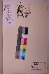  ( - TROM_V_83668_sg)  @11 [ ] CreativeCommons - Attribution Non-Commercial Share-Alike (2018) Unspecified Tromsø University Museum