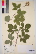  ( - TROM_V_83896_sg)  @11 [ ] CreativeCommons - Attribution Non-Commercial Share-Alike (2016) Unspecified Tromso University Museum