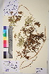 ( - TROM_V_85570_sg)  @11 [ ] CreativeCommons - Attribution Non-Commercial Share-Alike (2017) Unspecified Tromsø University Museum