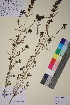  ( - TROM_V_85584_sg)  @11 [ ] CreativeCommons - Attribution Non-Commercial Share-Alike (2018) Unspecified Tromsø University Museum