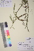  ( - TROM_V_85764_sg)  @11 [ ] CreativeCommons - Attribution Non-Commercial Share-Alike (2018) Unspecified Tromsø University Museum