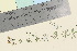  (Galium normanii - TROM_V_85836_sg)  @11 [ ] CreativeCommons - Attribution Non-Commercial Share-Alike (2016) Unspecified Tromso University Museum