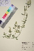  ( - TROM_V_86575_sg)  @11 [ ] CreativeCommons - Attribution Non-Commercial Share-Alike (2018) Unspecified Tromsø University Museum