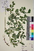  ( - TROM_V_87174_sg)  @11 [ ] CreativeCommons - Attribution Non-Commercial Share-Alike (2015) Unspecified Tromsø University Museum