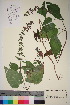  ( - TROM_V_87177_sg)  @11 [ ] CreativeCommons - Attribution Non-Commercial Share-Alike (2016) Unspecified Tromso University Museum