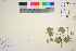  (Alchemilla borealis - TROM_V_87193_sg)  @11 [ ] CreativeCommons - Attribution Non-Commercial Share-Alike (2016) Unspecified Tromso University Museum