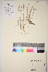  ( - TROM_V_88806_sg)  @11 [ ] CreativeCommons - Attribution Non-Commercial Share-Alike (2017) Unspecified Tromsø University Museum
