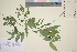  (Lathyrus vernus - TROM_V_89334_sg)  @11 [ ] CreativeCommons - Attribution Non-Commercial Share-Alike (2016) Unspecified Tromsø University Museum