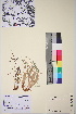  ( - TROM_V_89680_sg)  @11 [ ] CreativeCommons - Attribution Non-Commercial Share-Alike (2017) Unspecified Tromsø University Museum