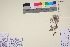  (Oxytropis - TROM_V_89707_sg)  @11 [ ] CreativeCommons - Attribution Non-Commercial Share-Alike (2017) Unspecified Tromsø University Museum