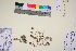  (Artemisia borealis subsp. richardsoniana - TROM_V_89749_sg)  @11 [ ] CreativeCommons - Attribution Non-Commercial Share-Alike (2017) Unspecified Tromsø University Museum