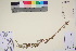  ( - TROM_V_89769_sg)  @11 [ ] CreativeCommons - Attribution Non-Commercial Share-Alike (2017) Unspecified Tromsø University Museum