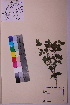  (Clinopodium vulgare - TROM_V_89861_sg)  @11 [ ] CreativeCommons - Attribution Non-Commercial Share-Alike (2018) Unspecified Tromsø University Museum