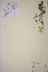  ( - TROM_V_89883_sg)  @11 [ ] CreativeCommons - Attribution Non-Commercial Share-Alike (2018) Unspecified Tromsø University Museum